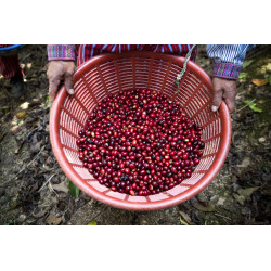 Café en Grain Rituel - Équilibré - 250 g - ex Moderato