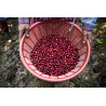 Café en Grain Rituel - Équilibré - 250 g - ex Moderato