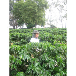 Café en Grain Rituel - Équilibré - 250 g - ex Moderato