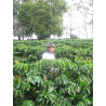 Café en Grain Rituel - Équilibré - 250 g - ex Moderato