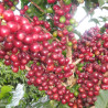 Café en Grain Rituel - Équilibré - ex Moderato