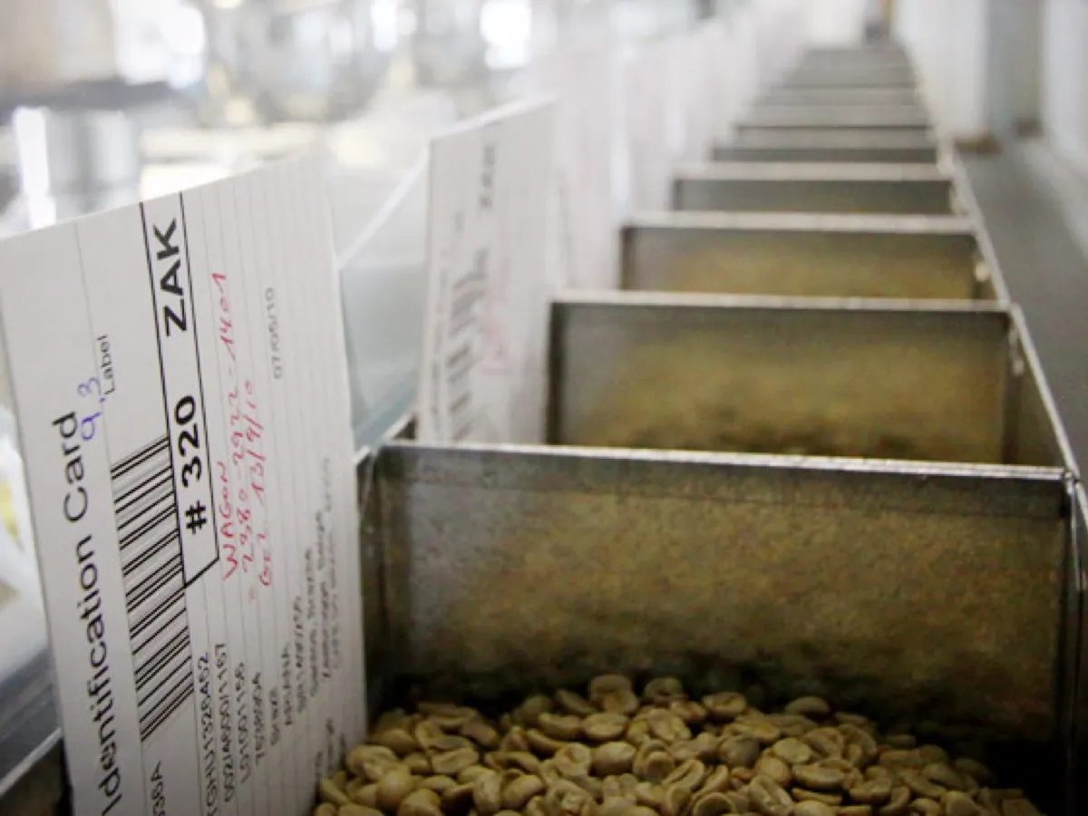 Bacs de café vert étiquetés en laboratoire de contrôle qualité pour sélectionner le meilleur café