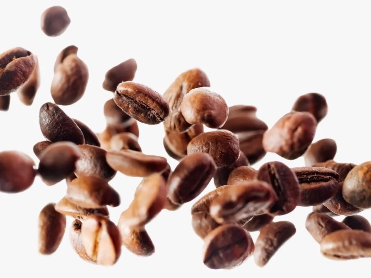 Grains de café torréfiés, base du café décaféiné dont on retire presque toute la caféine