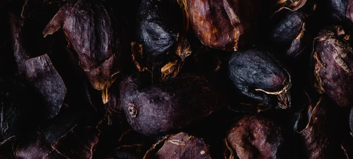 Cascara : cosses séchées de cerises de café, pulpe prête à infuser