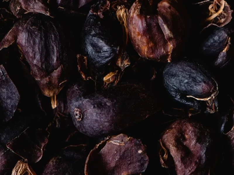 Cascara : cosses séchées de cerises de café, pulpe prête à infuser