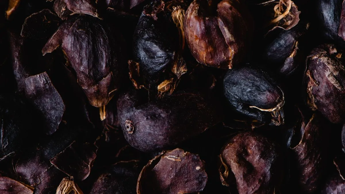 Cascara : cosses séchées de cerises de café, pulpe prête à infuser