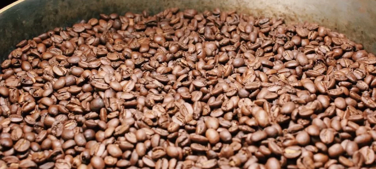 Grains de café torréfiés dans le bac de refroidissement d'un torréfacteur traditionnel