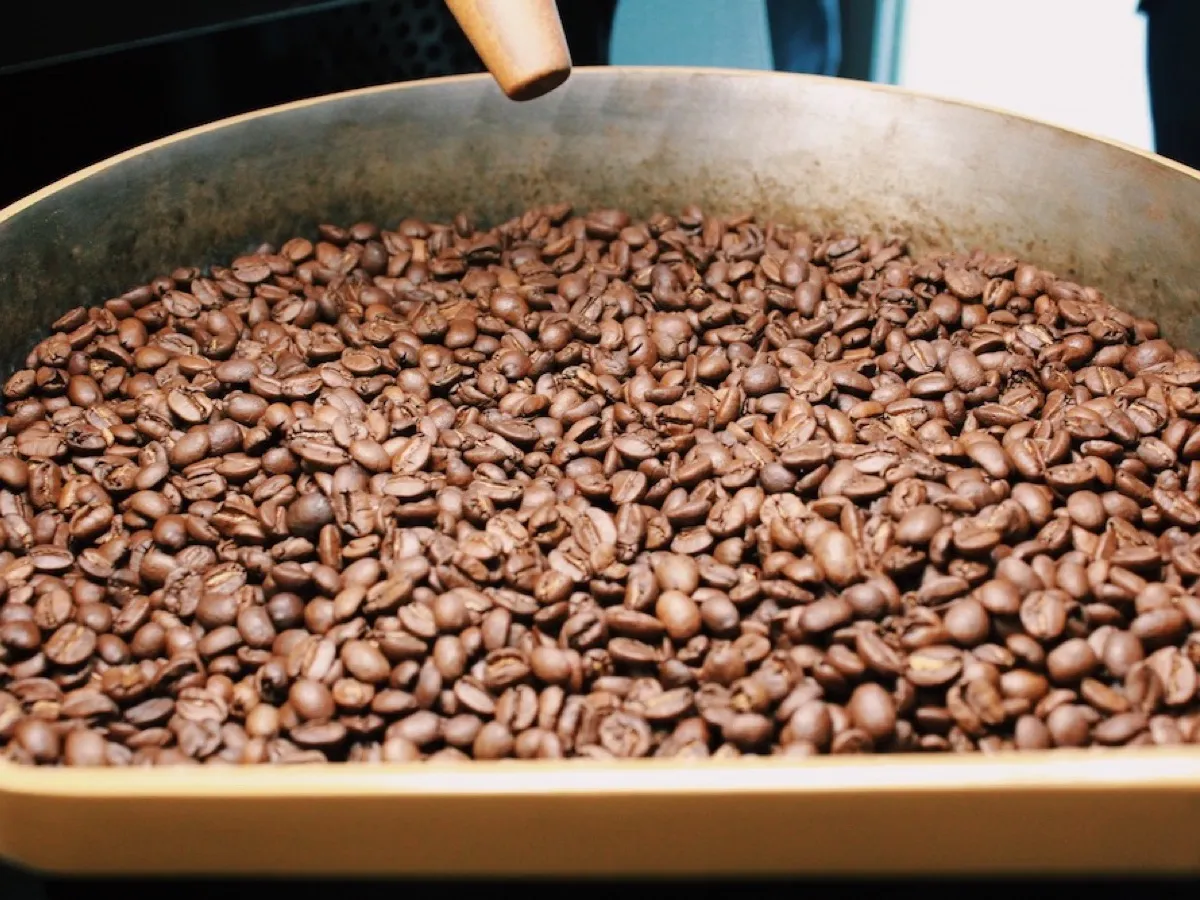 Grains de café torréfiés dans le bac de refroidissement d'un torréfacteur traditionnel