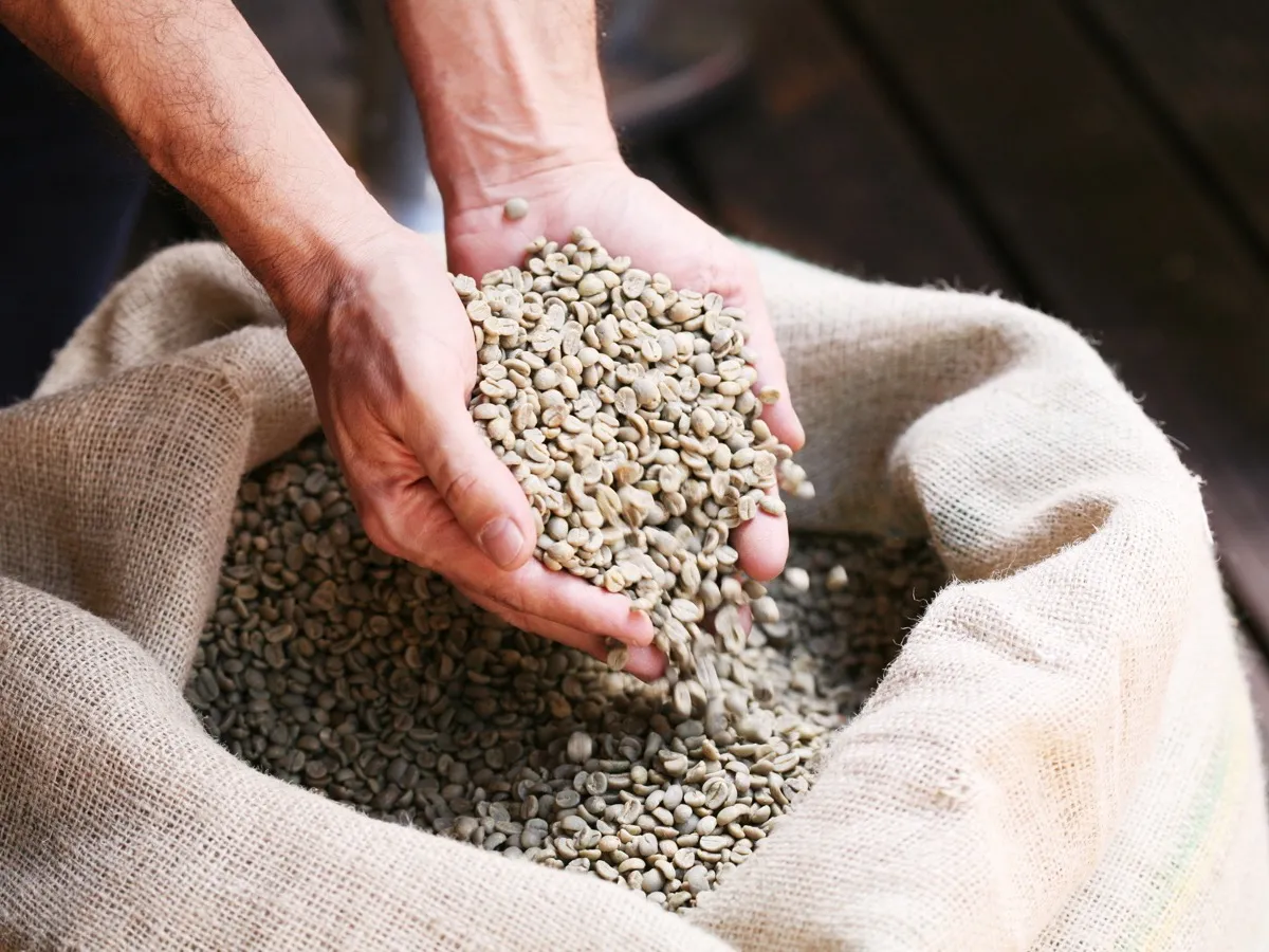 Mains puisant des grains de café vert dans un sac de jute, étape amont du choix d'un café bio en grains