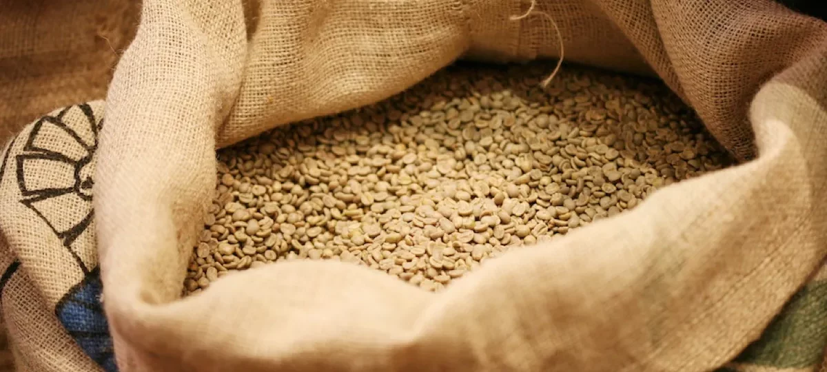 Sac de jute ouvert rempli de grains de café vert non torréfiés