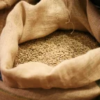 Sac de jute ouvert rempli de grains de café vert non torréfiés