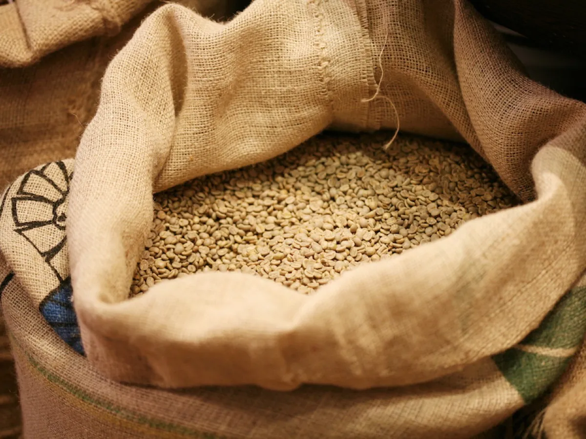 Sac de jute ouvert rempli de grains de café vert non torréfiés