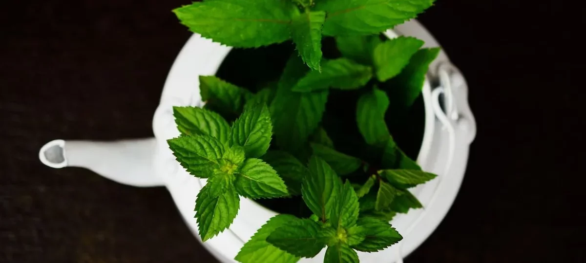 Théière blanche remplie de feuilles de menthe poivrée fraîches pour une tisane maison