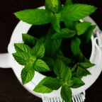 Théière blanche remplie de feuilles de menthe poivrée fraîches pour une tisane maison