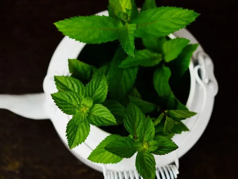 Théière blanche remplie de feuilles de menthe poivrée fraîches pour une tisane maison