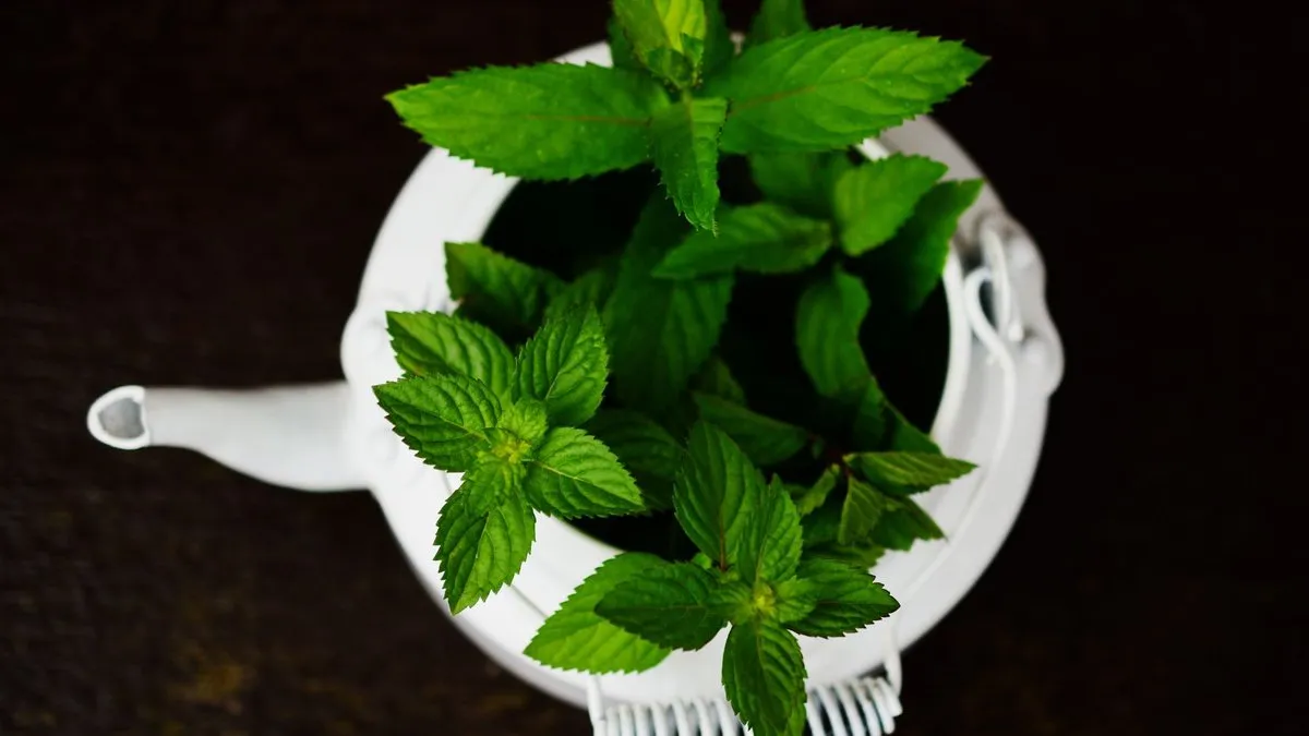 Théière blanche remplie de feuilles de menthe poivrée fraîches pour une tisane maison
